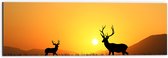 Dibond - Silhouet van Herten rennend door het Weiland bij Zonsondergang - 60x20 cm Foto op Aluminium (Wanddecoratie van metaal)