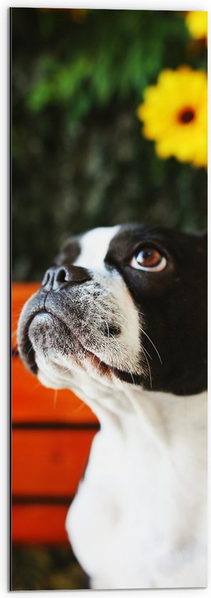 Dibond - Zwart met Witte Boston Terriër Hond voor Gele Bloemenstruik - 30x90 cm Foto op Aluminium (Wanddecoratie van metaal)