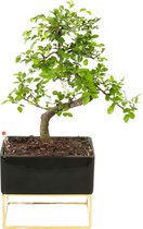 WL Plants - Bonsai Zelkova - Bonsai Boompje - Kamerplanten - Unieke Kamerplant - ± 40cm hoog - 22cm diameter - In Keramieke Zwarte Pot met Metalen Frame