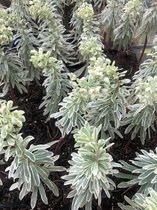6 x Euphorbia char. 'Silver Swan'® - Wolfsmelk in pot 9x9 cm