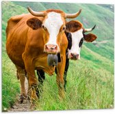 Tuinposter – Twee Koeien met Horens in Begroeid Landschap - 100x100 cm Foto op Tuinposter (wanddecoratie voor buiten en binnen)