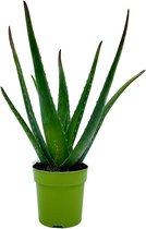 YouFlowers - Aloë Vera - Ø 12 cm - Hoogte: 30-40cm - Plant - Kamerplant - Vetplant - Succulent - Aloë - luchtzuiverend - makkelijk te onderhouden