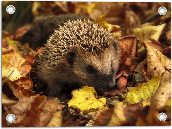 Foto: Tuinposter kleine egel tussen hoge stapel herfstbladeren 40x30 cm foto op tuinposter wanddecoratie voor buiten en binnen 