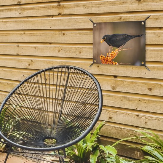 Décoration de Jardin Vogel - Merle - Hiver - Glace - Baie - 40x30 cm - Toile de jardin - Poster extérieur