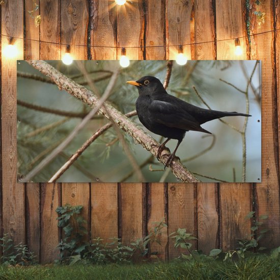 Affiche de clôture Vogel - Merle - Branches - Animaux - 200x100 cm - Toile de jardin