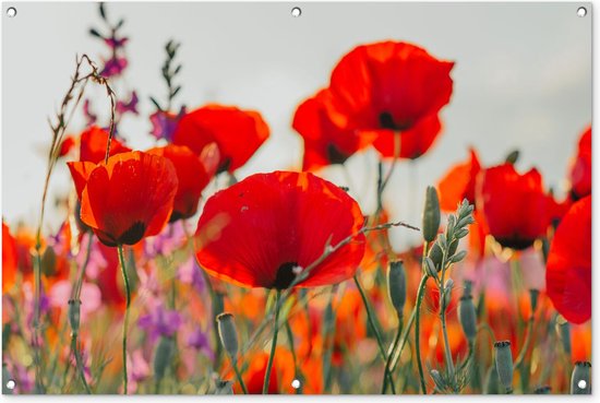 Tuinschilderij - Bloemen - Klaproos - Rood - Tuin - 120x80 cm - Schuttingdoek - Tuinposter - Tuindecoratie - Tuindoek - Buitenposter