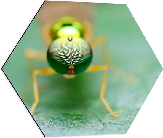 Dibond Hexagon - Close-up van Ogen van Groen Insect op Groen Blad - 60x52.2 cm Foto op Hexagon (Met Ophangsysteem)