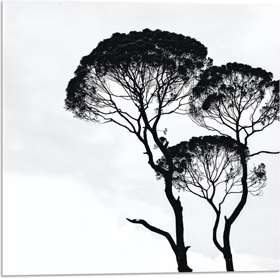 Acrylglas - Zwarte Bomen bij de Witte Lucht - 50x50 cm Foto op Acrylglas (Wanddecoratie op Acrylaat)