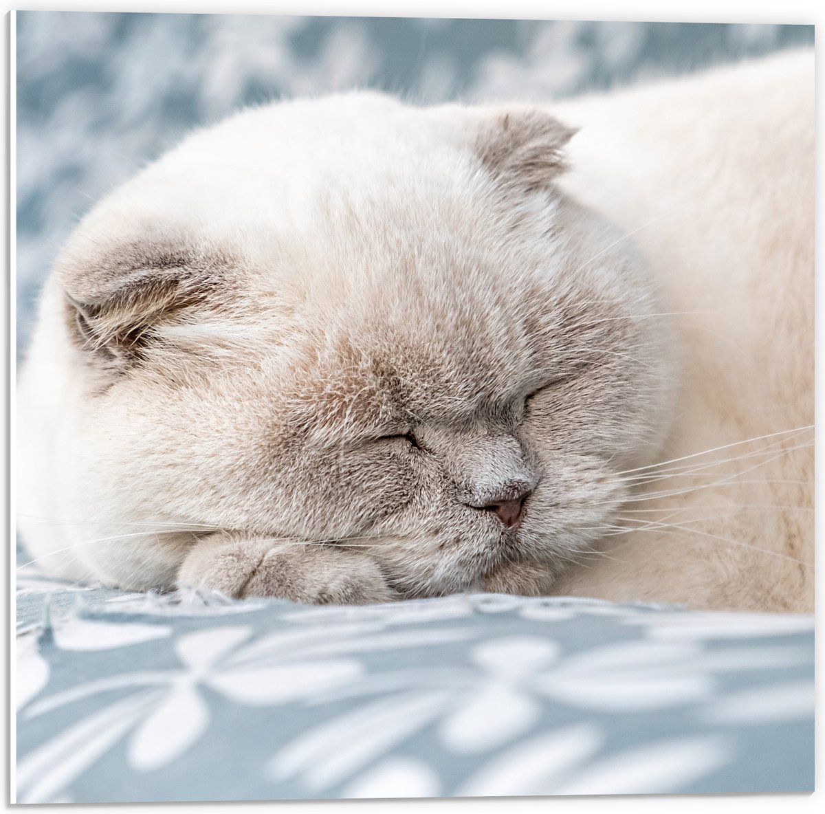 PVC Schuimplaat- Slapende Beige Briste Korthaar op Blauw met Witte Bank - 50x50 cm Foto op