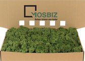 MosBiz Rendiermos Moss green per 1000 gram voor decoraties en mosschilderijen
