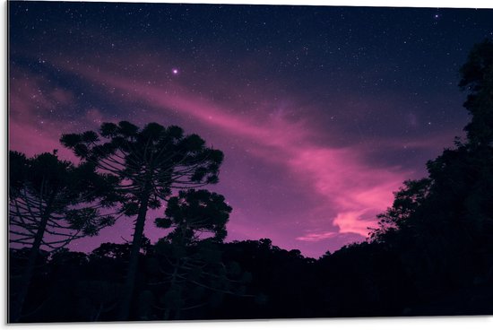 Dibond - Paars Gekleurde Lucht boven Silhouet van Bomen - 75x50 cm Foto op Aluminium (Met Ophangsysteem)