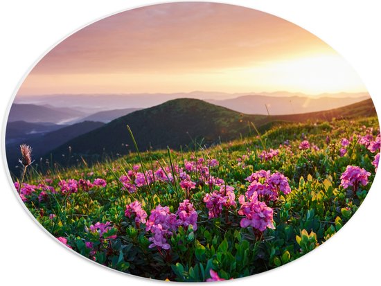 PVC Schuimplaat Ovaal - Roze Bloemen op de Bergen van Landschap tijdens Zonsopkomst - 40x30 cm Foto op Ovaal (Met Ophangsysteem)