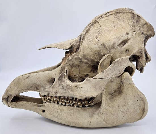 Preparatenshop replica cast schedel laaglandtapir
