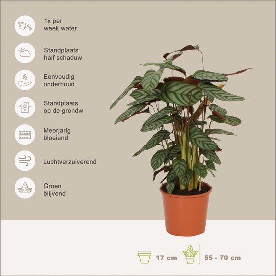Calathea Compactstar en pot d'ornement Liam Green - plante d'intérieur  purificatrice