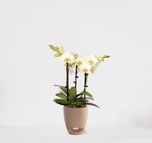 Phalaenopsis Multiflora wit in sierpot Jip zand – bloeiende witte Orchidee – kamerplant - 40-55cm - Ø13 – geleverd met plantenpot – vers uit de kwekerij