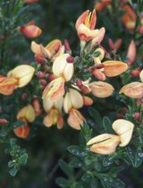 Cytisus praecox 'Apricot Gem' - Brem, Geitenklaver 40 - 60 cm in pot