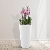 Combideal - Washington Orchideeën inclusief zelfwaterende pot Angel Wit M - 140cm