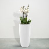 Combideal - White World Orchideeën inclusief zelfwaterende pot Angel Wit M - 140cm