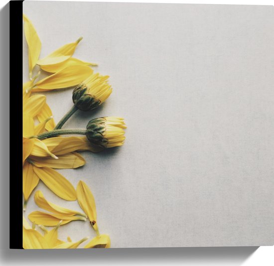 WallClassics - Canvas - Gele Bloemen met Losse Bloemblaadjes op Witte Achtergrond - 40x40 cm Foto op Canvas Schilderij (Wanddecoratie op Canvas)