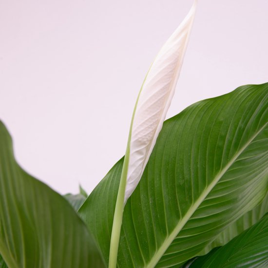 Spathiphyllum - 85cm