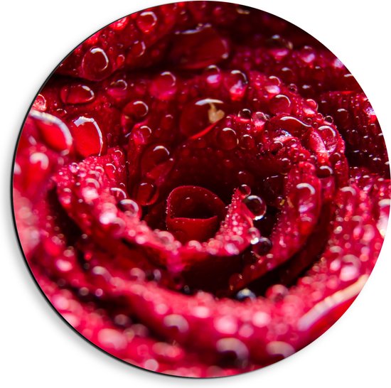 WallClassics - Cercle mural Dibond - Gros plan de gouttes d'eau sur une rose rouge vif - Photo 40x40 cm sur cercle mural en aluminium (avec système d'accrochage)