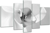 Glasschilderij Bloem - Grijs, Wit - 170x100cm 5Luik - Foto Op Glas - Geen Acrylglas Schilderij - 6000+ Glasschilderijen Collectie - Wanddecoratie