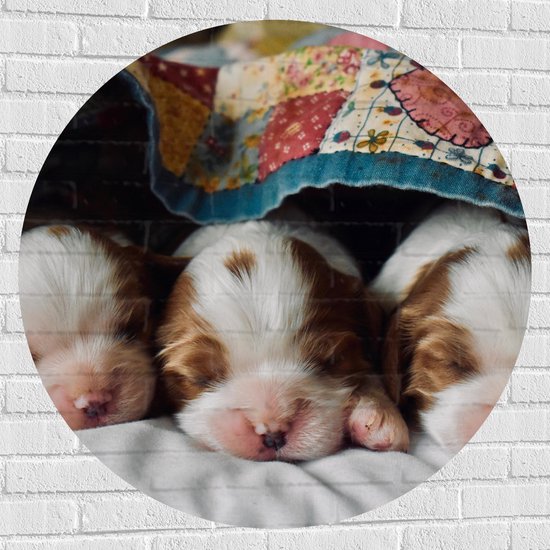 Muursticker Cirkel - Drie Slapende Puppy's met Bruine Contouren onder Deken - 100x100 cm Foto op Muursticker