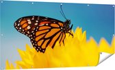 Affiche de jardin Gards Papillon Oranje avec un tournesol - 160x80 cm - Toile de jardin - Décoration de jardin - Décoration murale extérieur - Tableau de jardin