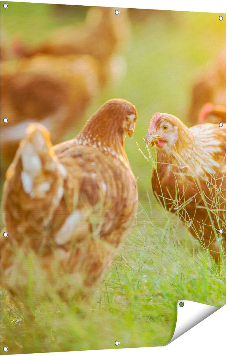 Gards Tuinposter Kippen op het Gras - 90x120 cm - Tuindoek - Tuindecoratie - Wanddecoratie buiten - Tuinschilderij Multikleur