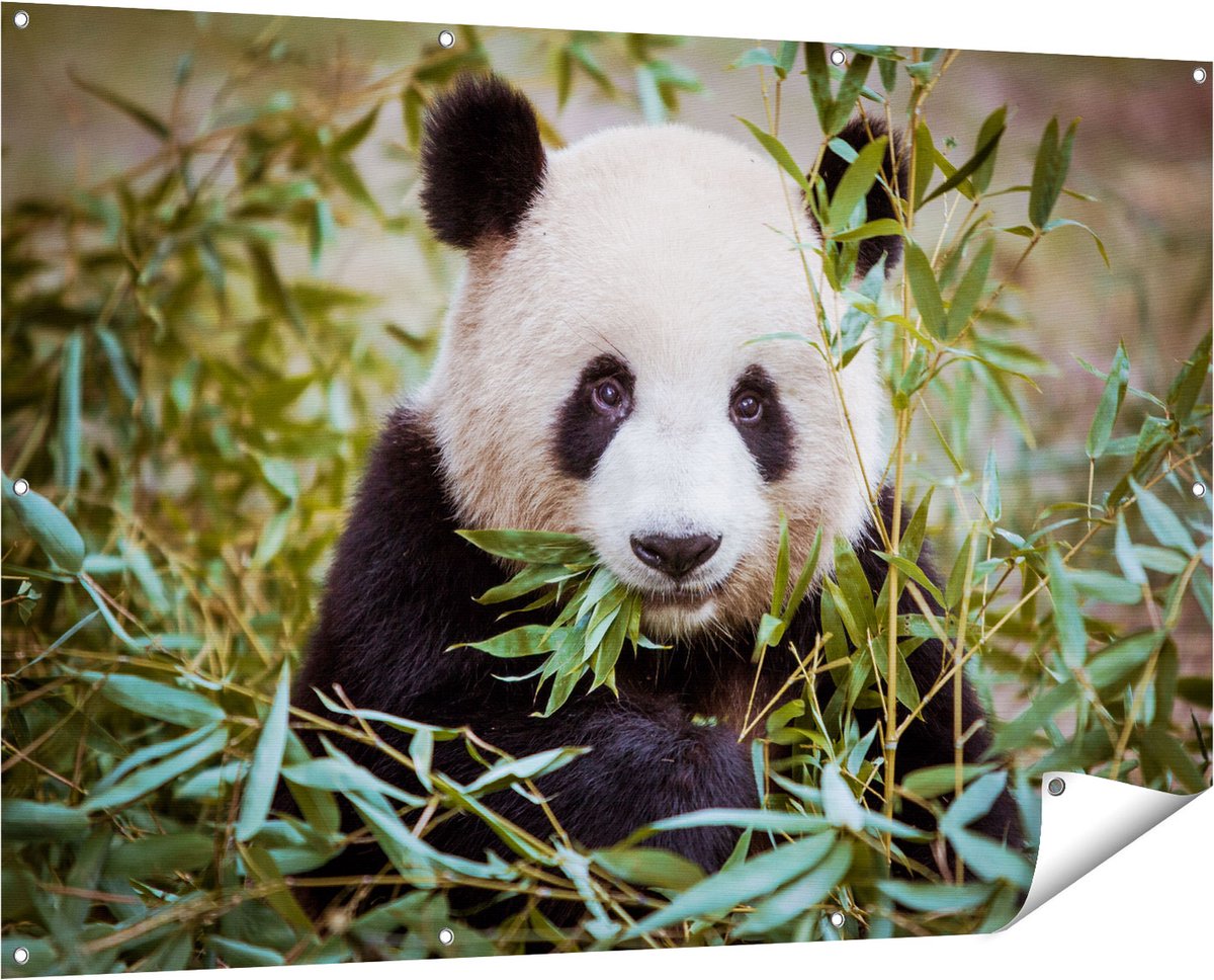 Gards Tuinposter Panda Eet Planten - 150x100 cm - Tuindoek - Tuindecoratie - Wanddecoratie buiten - Tuinschilderij Multikleur
