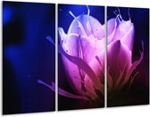 Glasschilderij Tulp - Blauw, Paars, Roze - 120x80cm 3Luik - Foto Op Glas - Geen Acrylglas Schilderij - GroepArt 6000+ Glas Art Collectie - Maatwerk Mogelijk