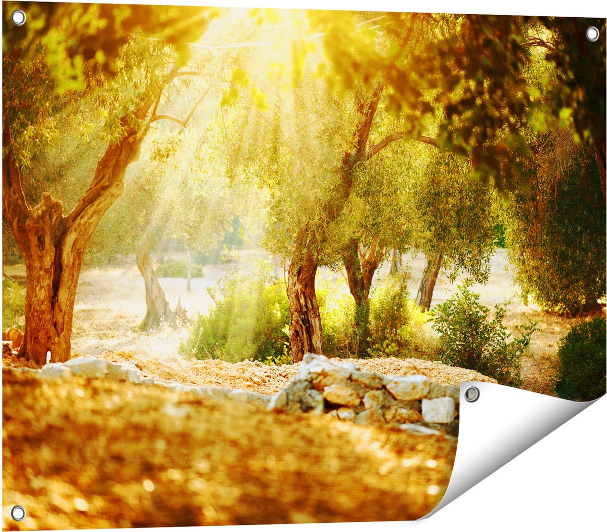Gards Tuinposter Olijfbomen - Olijfboomgaard - 80x60 cm - Tuindoek - Tuindecoratie - Wanddecoratie buiten - Tuinschilderij Multikleur