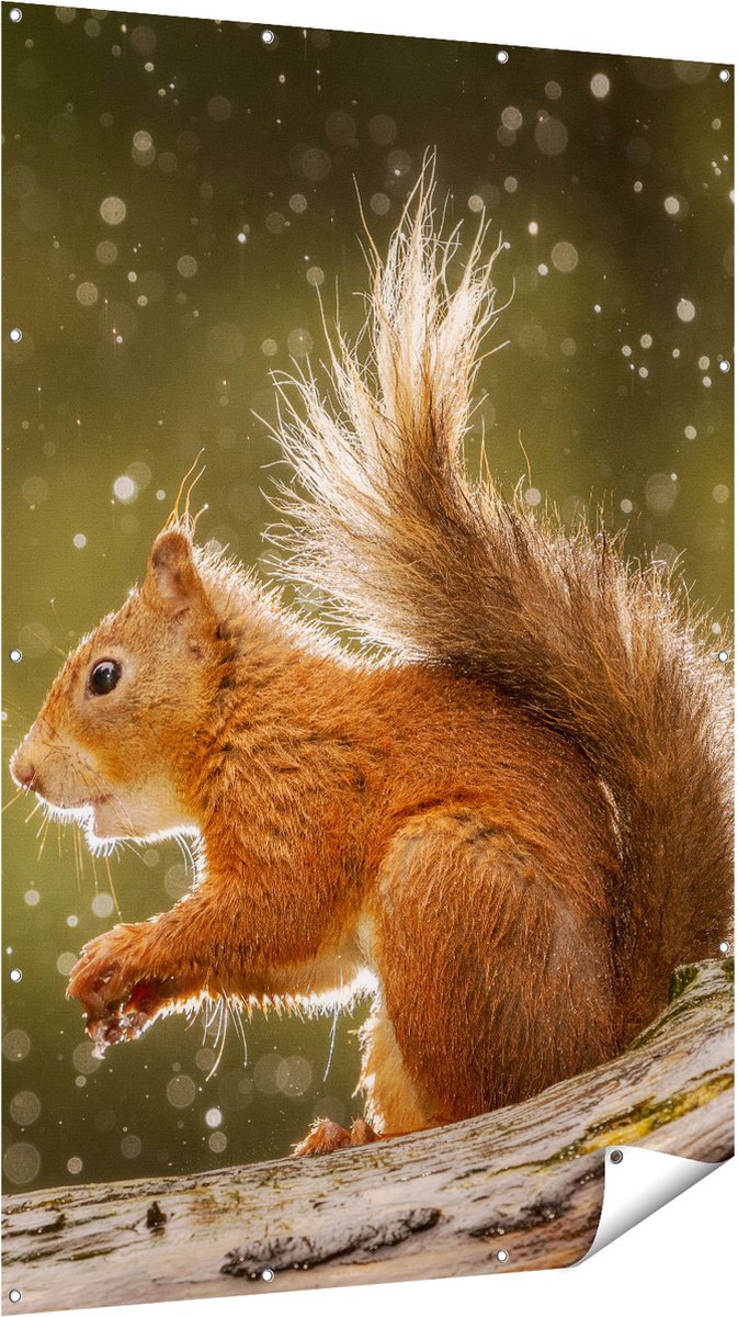 Gards Tuinposter Eekhoorn in de Regen - 120x180 cm - Tuindoek - Tuindecoratie - Wanddecoratie buiten - Tuinschilderij Multikleur