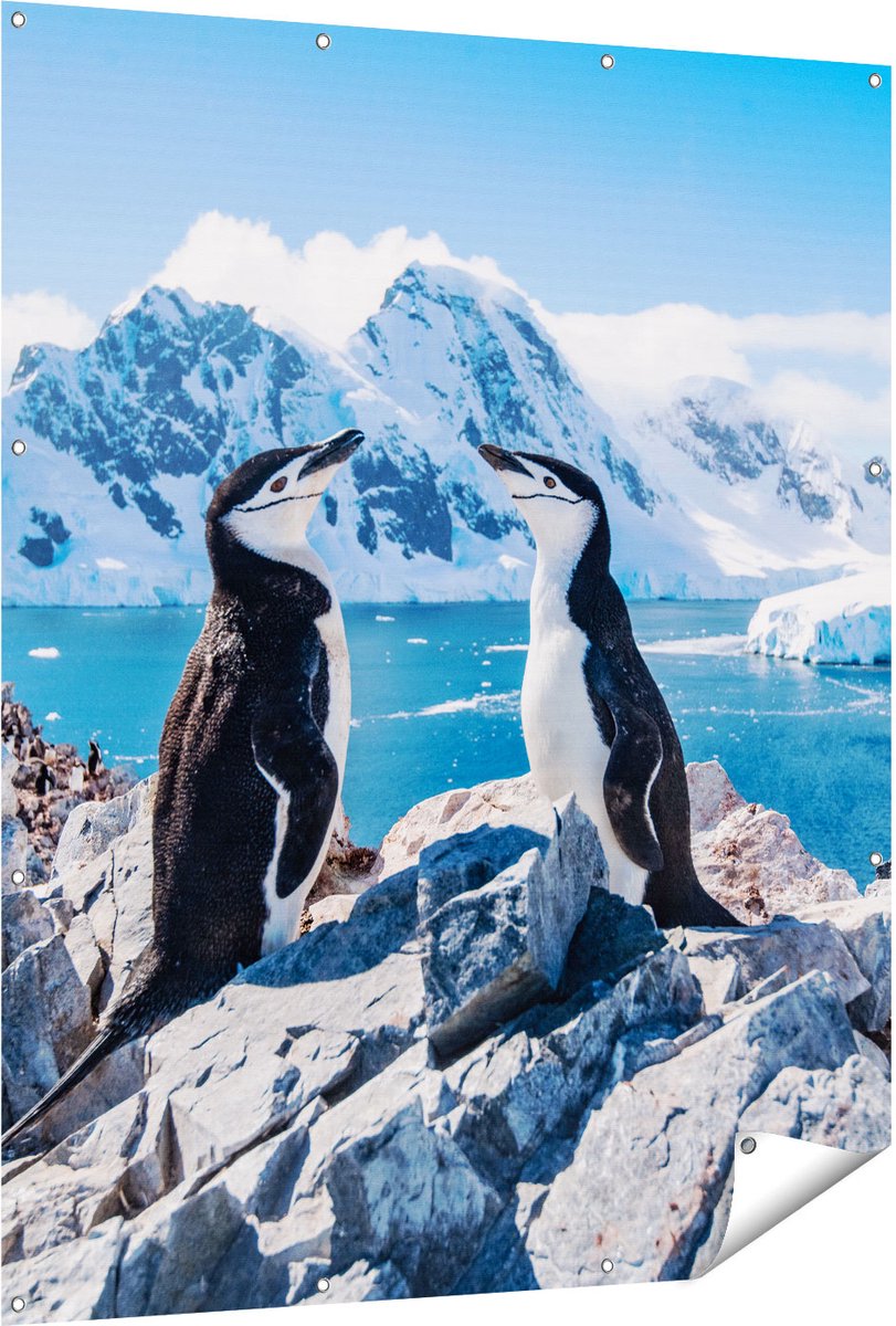 Gards Tuinposter Twee Pingu�ns op Stenen in Antarctica - 120x150 cm - Tuindoek - Tuindecoratie - Wanddecoratie buiten - Tuinschilderij Multikleur