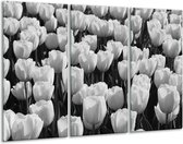 Glasschilderij Bloem, Tulpen - Zwart, Grijs - 120x80cm 3Luik - Foto Op Glas - Geen Acrylglas Schilderij - GroepArt 6000+ Glas Art Collectie - Maatwerk Mogelijk