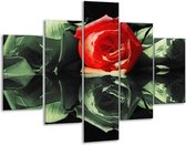 Glasschilderij -  Roos - Rood, Groen, Zwart - 100x70cm 5Luik - Geen Acrylglas Schilderij - GroepArt 6000+ Glasschilderijen Collectie - Wanddecoratie- Foto Op Glas