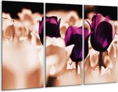 GroepArt - Schilderij -  Tulp - Paars, Bruin, Wit - 120x80cm 3Luik - 6000+ Schilderijen 0p Canvas Art Collectie