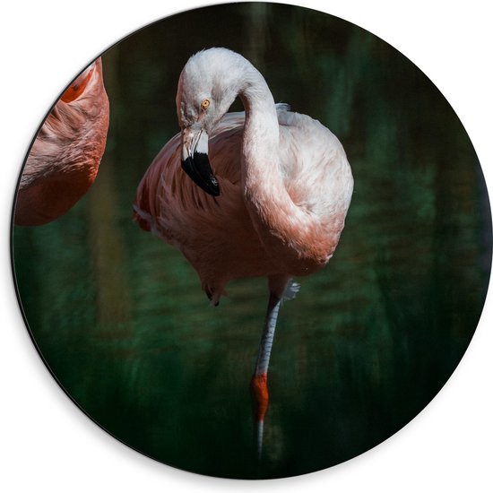 Dibond Muurcirkel - Flamingo op Eén Poot in Groenkleurig Water - 30x30 cm Foto op Aluminium Muurcirkel (met ophangsysteem)