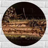 Muursticker Cirkel - Insecten lopend op Plant - 50x50 cm Foto op Muursticker