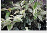 Leucothoe fontanesiana 'Rainbow' - Druifheide 20 - 30 cm in pot