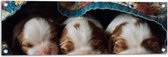 Tuinposter – Drie Slapende Puppy's met Bruine Contouren onder Deken - 90x30 cm Foto op Tuinposter (wanddecoratie voor buiten en binnen)