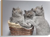 Hout - Mandje Vol Grijze Britse Korthaar Kittens met Oranje Ogen - 80x60 cm - 9 mm dik - Foto op Hout (Met Ophangsysteem)