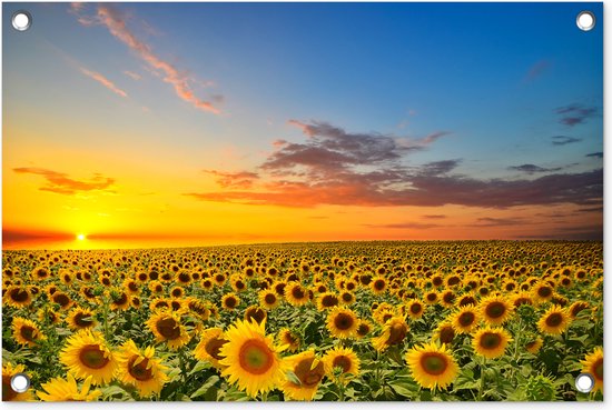 Tuinposter bloemen - Tuindecoratie zonnebloem geel - 60x40 cm - Tuinschilderij voor buiten - Tuindoek zonsondergang - Wanddecoratie - Schuttingdoek natuur - Balkon decoratie - Muurdecoratie bloemenveld - Buitenschilderijen voor in de tuin