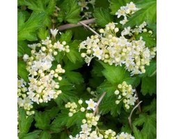 6x Kransspirea - Stephanandra incisa ‘Crispa’ - Pot 9x9cm