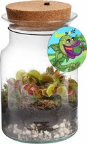 Bol.com Swampworld Corky Glas - Venus Vliegenval - Ecosysteem plant met lamp - 1 Vleesetende plant Venusvliegenvanger + Vleesete... aanbieding