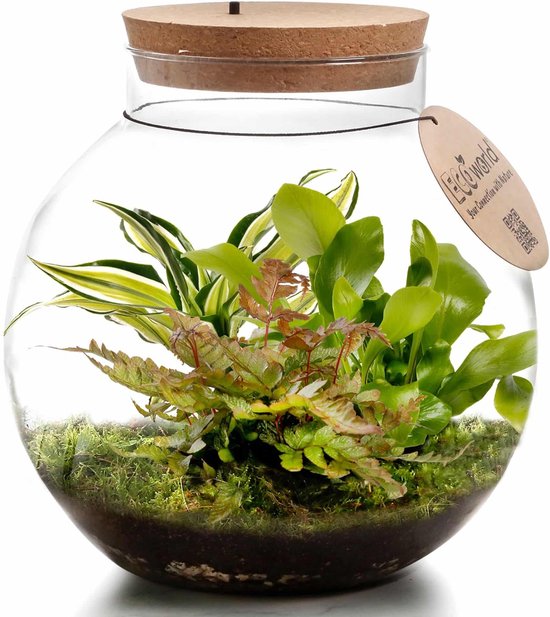 Ecosysteem plant met lamp - Ecoworld Jungle Biodome - Planten in glazen pot  - 3 Varen... | bol.com
