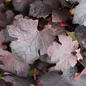 Japanse wijnstok / Sierwingerd - Vitis vinifera ‘Purpurea' - 60-80 cm