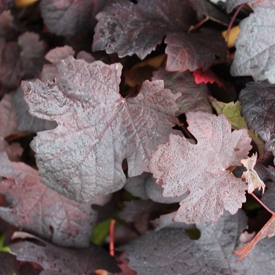 Vitis vinifera 'Purpurea' - Wijnstok, druif | De Tuinen van