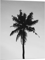 Acrylglas - Palmboom in het Zwart Wit - 75x100 cm Foto op Acrylglas (Met Ophangsysteem)