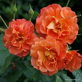 Kordes klimroos - Rosa 'Westerland' - Plant-o-fix 20-30 cm